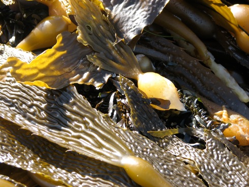 Giant kelp at Lover's Point beach